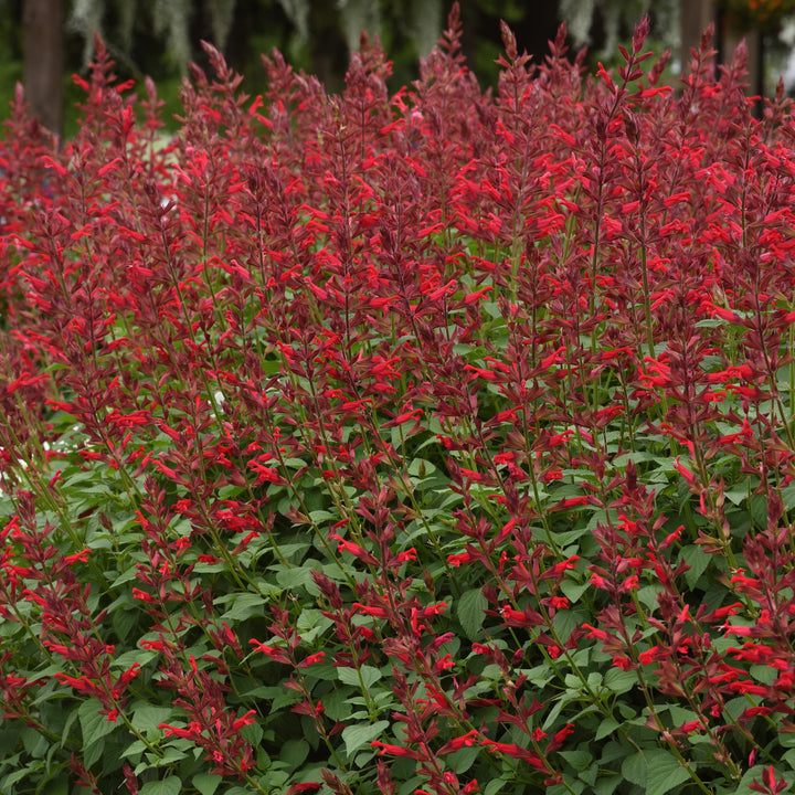 Salvia splendens x darcyi 'Roman Red' ~ Roman Red Salvia-ServeScape