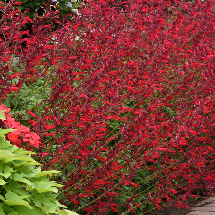 Salvia splendens x darcyi 'Roman Red' ~ Roman Red Salvia-ServeScape