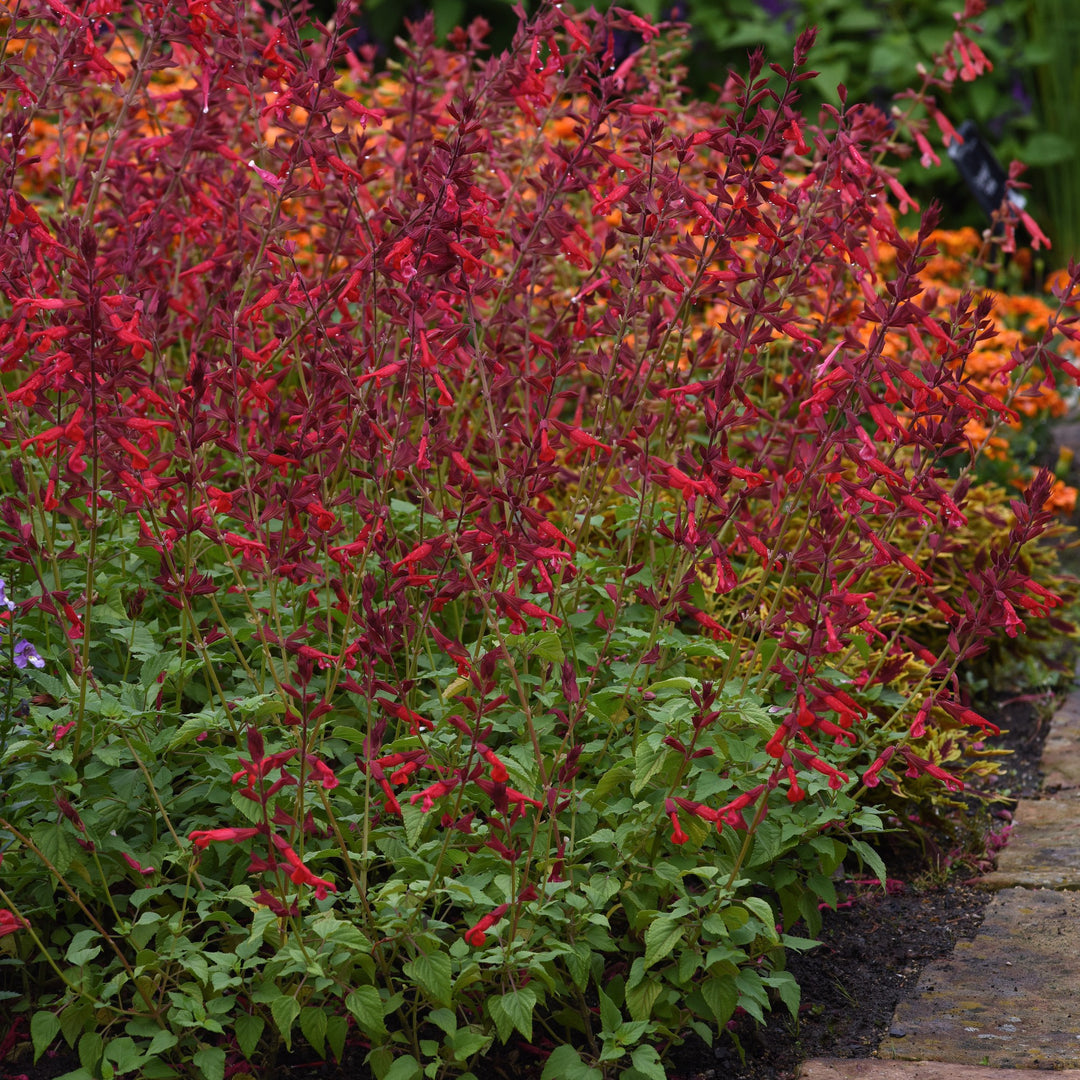 Salvia splendens x darcyi 'Roman Red' ~ Roman Red Salvia-ServeScape
