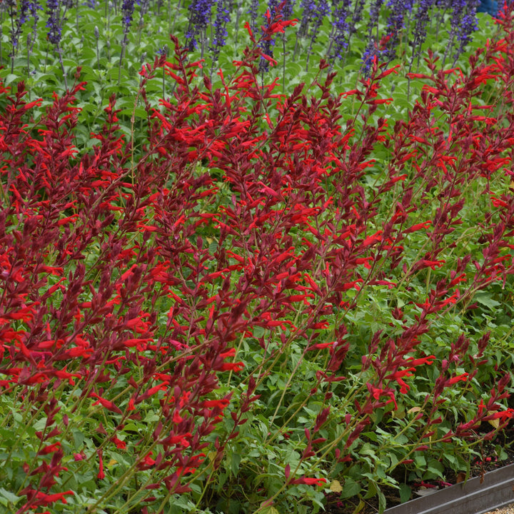 Salvia splendens x darcyi 'Roman Red' ~ Roman Red Salvia-ServeScape