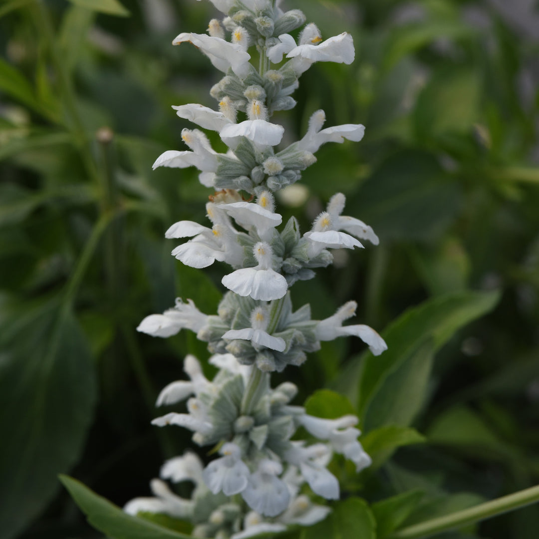 Salvia 'White Flame' ~ White Flame Salvia-ServeScape