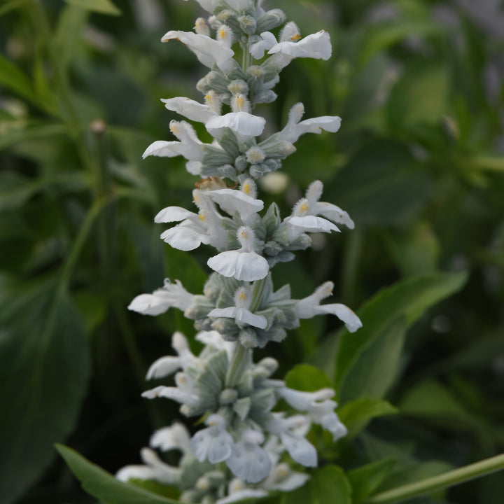 Salvia 'White Flame' ~ White Flame Salvia-ServeScape