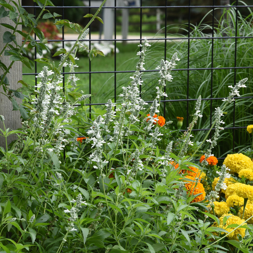 Salvia 'White Flame' ~ White Flame Salvia-ServeScape