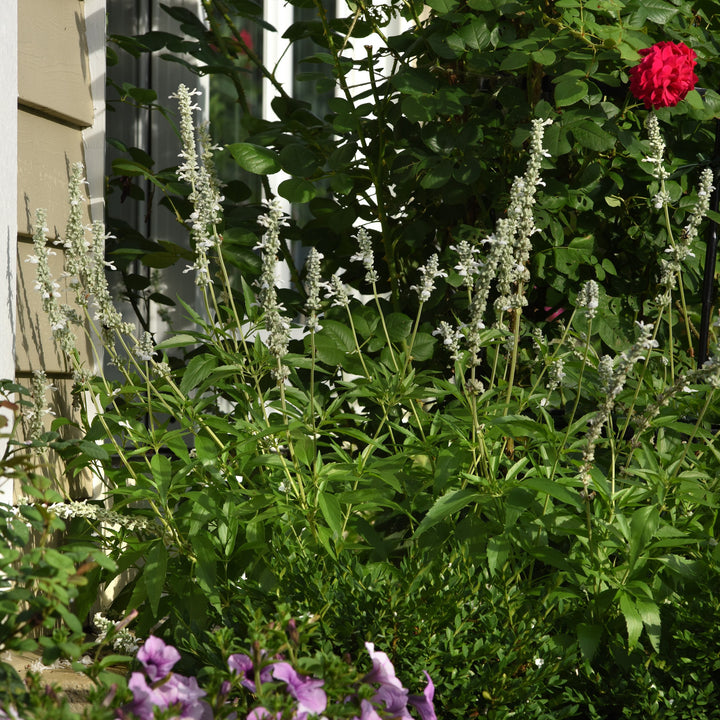 Salvia 'White Flame' ~ White Flame Salvia-ServeScape