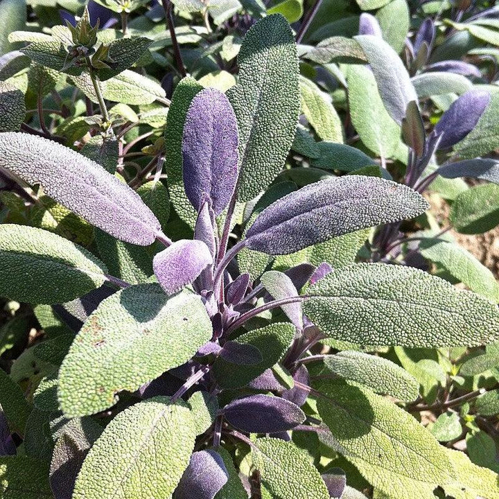 Salvia officinalis ‘Purpurascens’ ~ Purple Sage-ServeScape