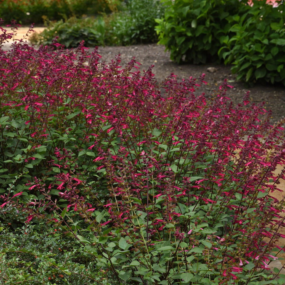 Salvia splendens 'HYBSV16016' ~ Skyscraper™ Dark Purple Autumn Sage-ServeScape