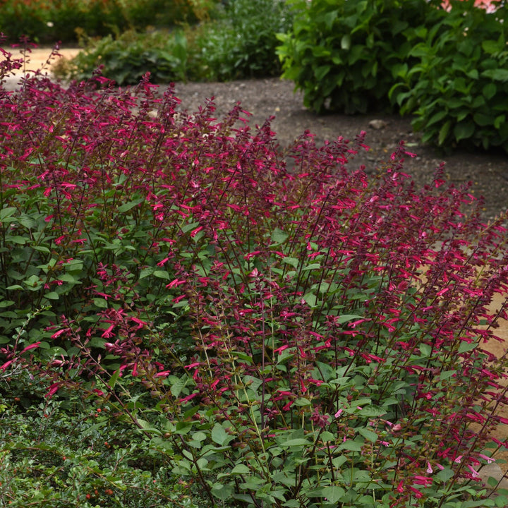 Salvia splendens 'HYBSV16016' ~ Skyscraper™ Dark Purple Autumn Sage-ServeScape