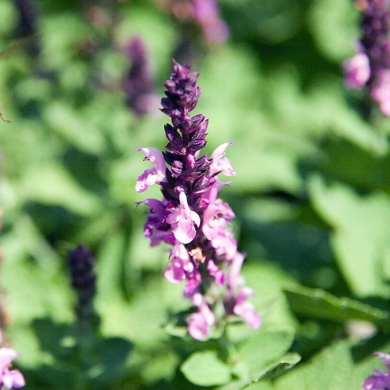 Salvia nemorosa 'Sensation Rose' ~ Sensation® Rose Meadow Sage-ServeScape