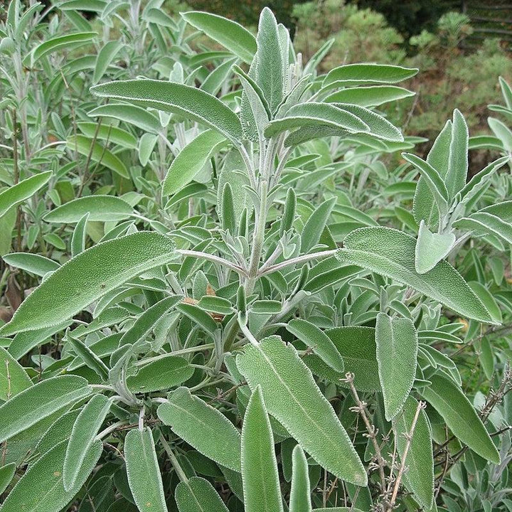 Salvia officinalis ~ Common Sage-ServeScape