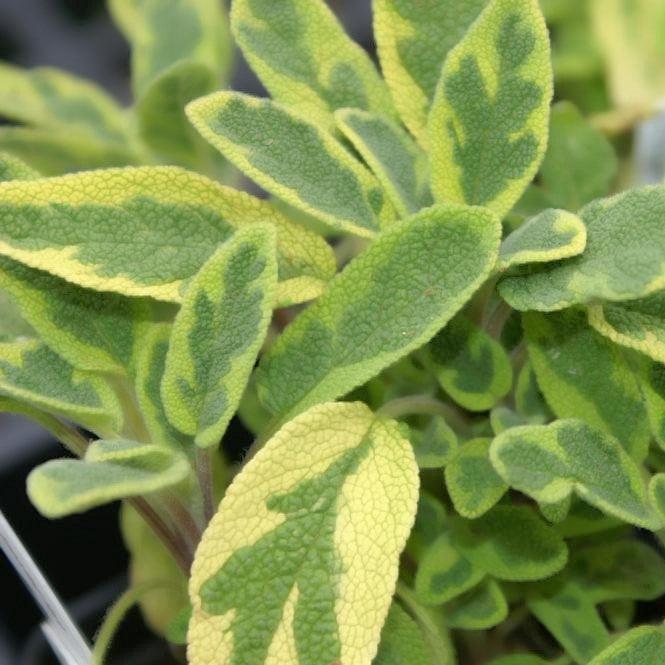 Salvia officinalis 'Aurea'~ Golden Sage-ServeScape