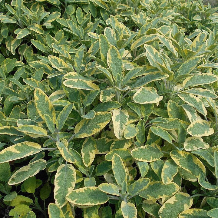 Salvia officinalis 'Aurea'~ Golden Sage-ServeScape