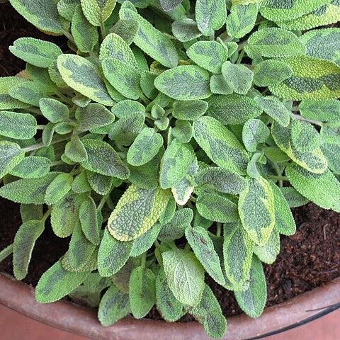 Salvia officinalis 'Icterina' ~ Icterina Golden Sage-ServeScape