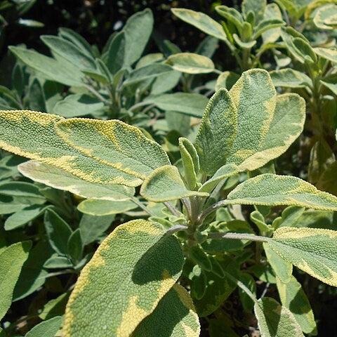 Salvia officinalis 'Icterina' ~ Icterina Golden Sage-ServeScape