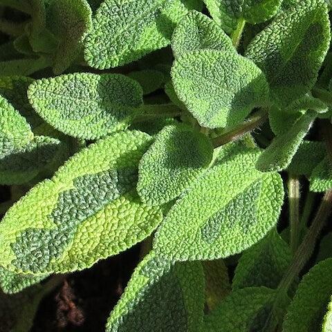 Salvia officinalis 'Icterina' ~ Icterina Golden Sage-ServeScape