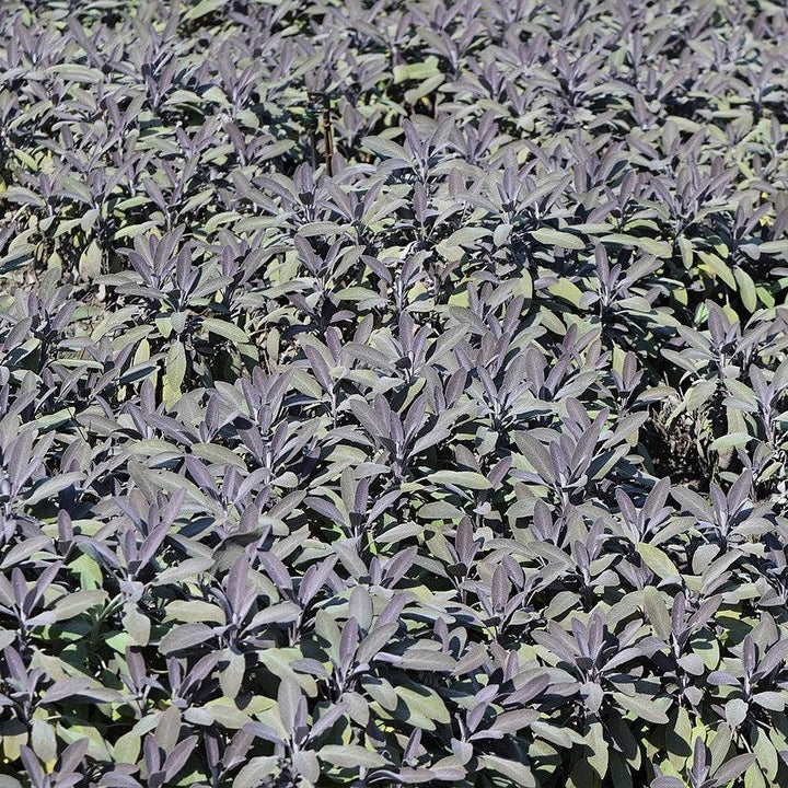 Salvia officinalis ‘Purpurascens’ ~ Purple Sage-ServeScape