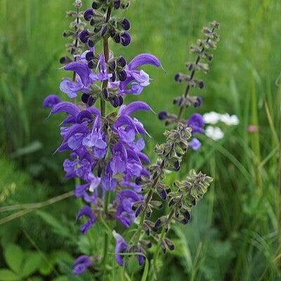 Salvia ‘Midnight Model’ ~ Fashionista® Midnight Model Sage-ServeScape