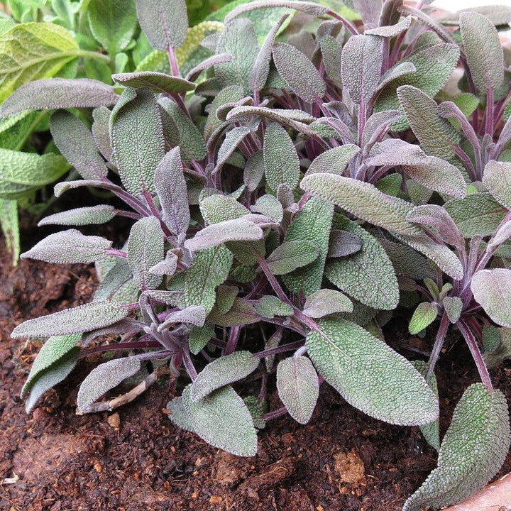 Salvia officinalis ‘Purpurascens’ ~ Purple Sage-ServeScape