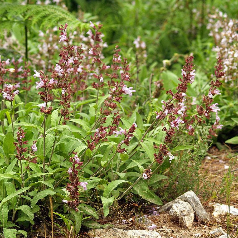 Salvia officinalis ~ Common Sage-ServeScape