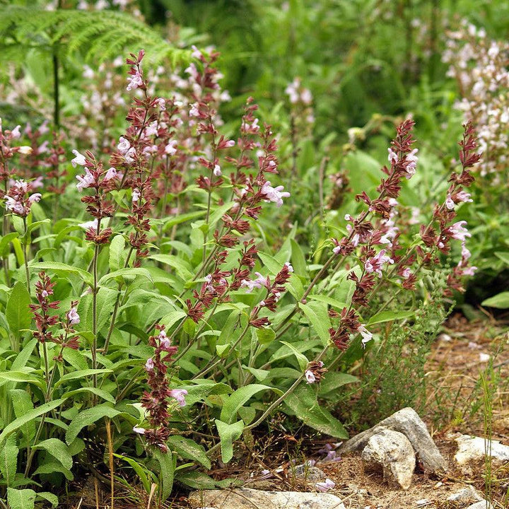 Salvia officinalis ~ Common Sage-ServeScape