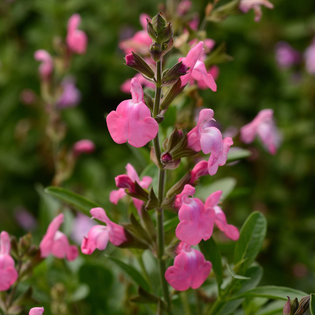 Salvia greggii 'Balmirpink' ~ Mirage® Pink Autumn Sage-ServeScape