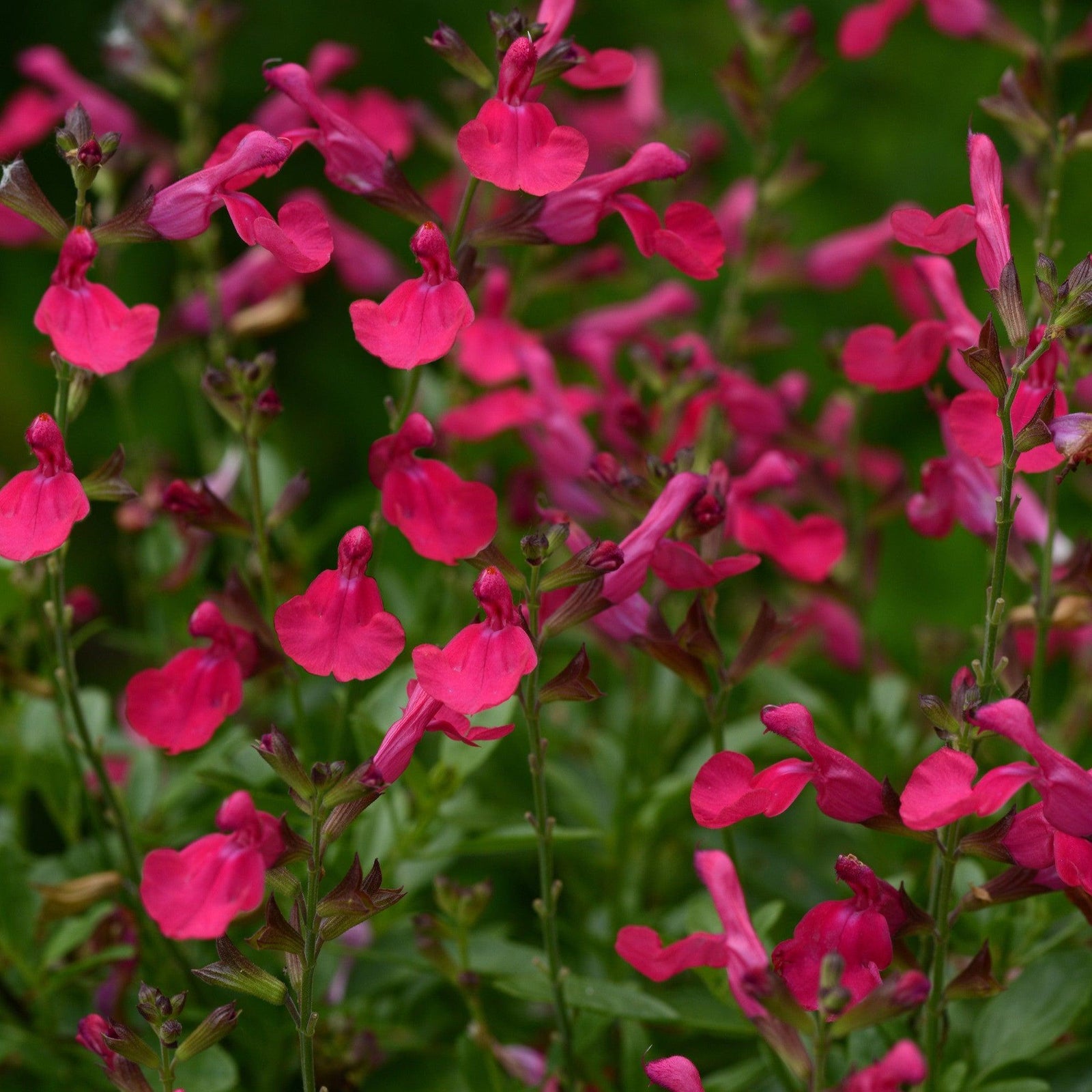 Salvia greggii 'Balmirhopi' ~ Mirage® Hot Pink Autumn Sage-ServeScape