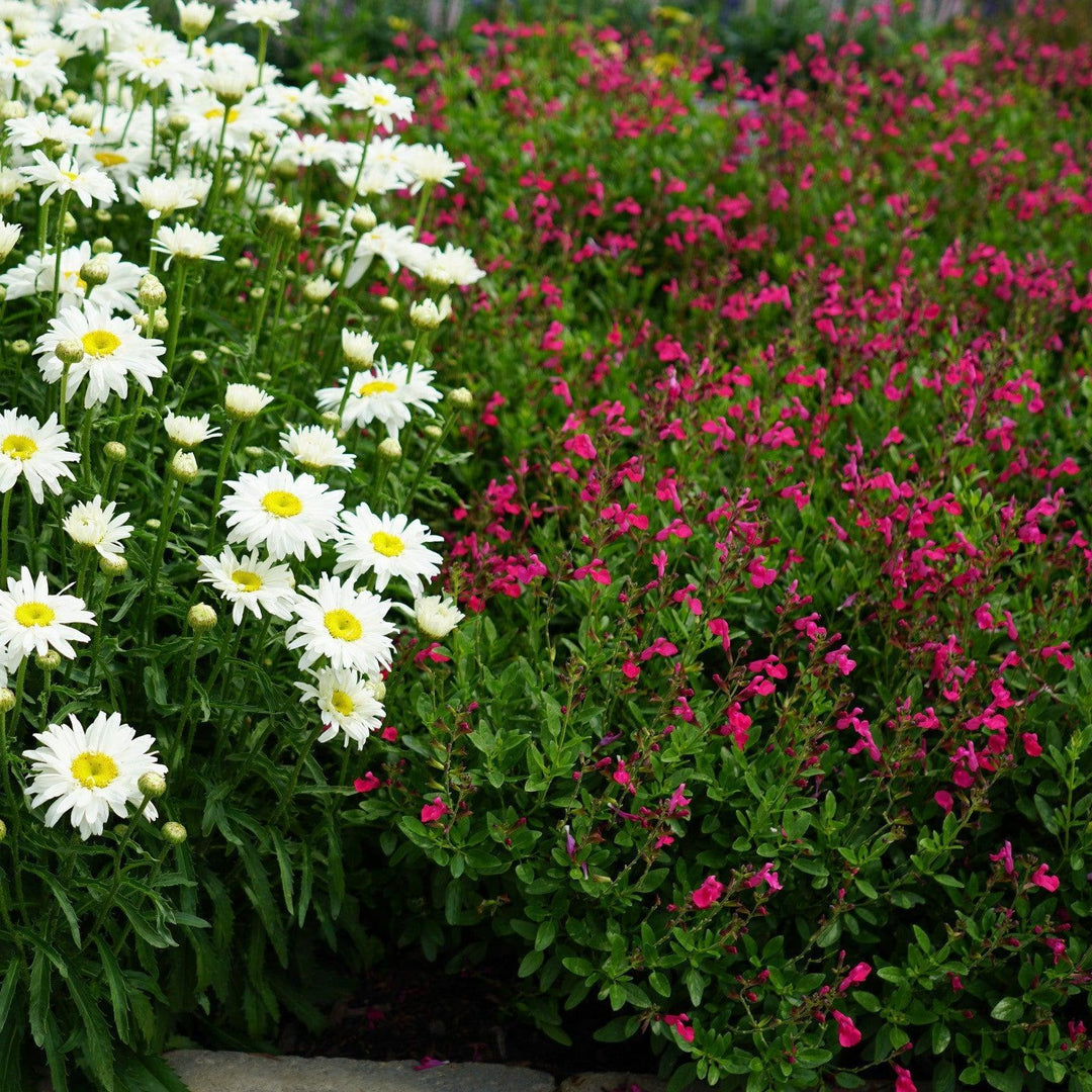 Salvia greggii 'Balmirhopi' ~ Mirage® Hot Pink Autumn Sage-ServeScape