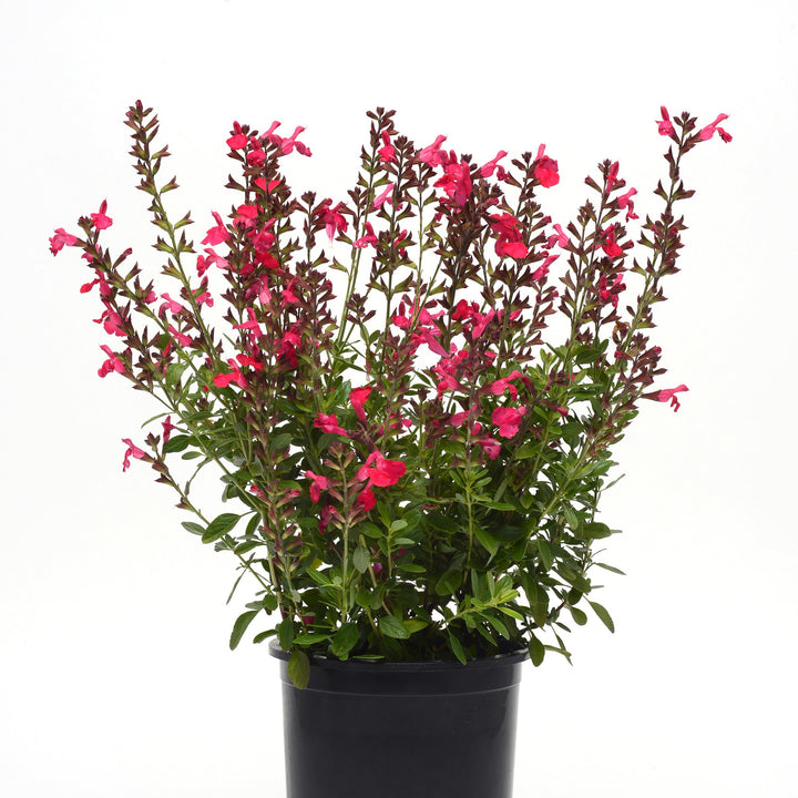 Salvia greggii 'Balmirhopi' ~ Mirage® Hot Pink Autumn Sage-ServeScape