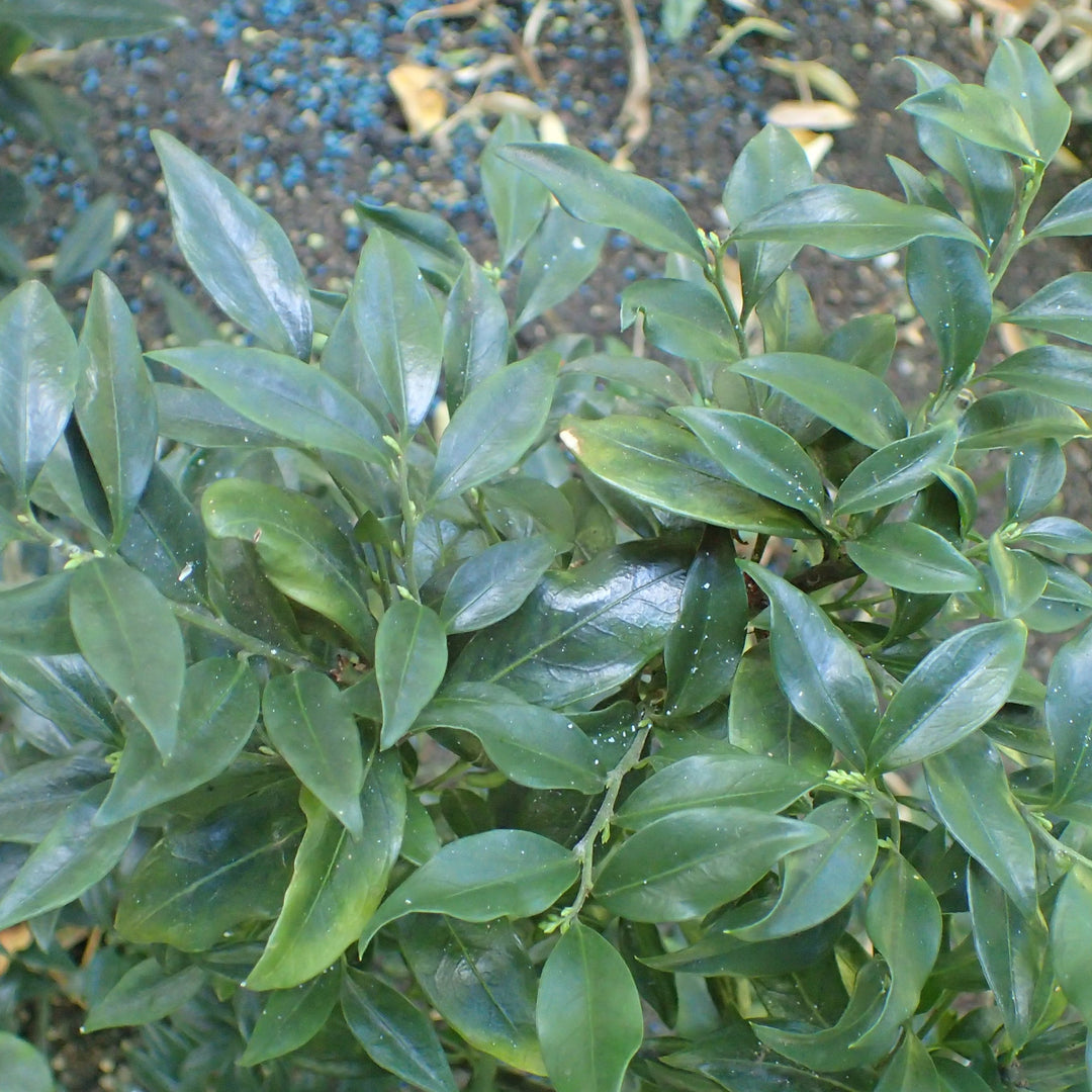 Sarcococca hookeriana var. humilis 'Sarsid2' ~ Fragrant Mountain Sweetbox-ServeScape