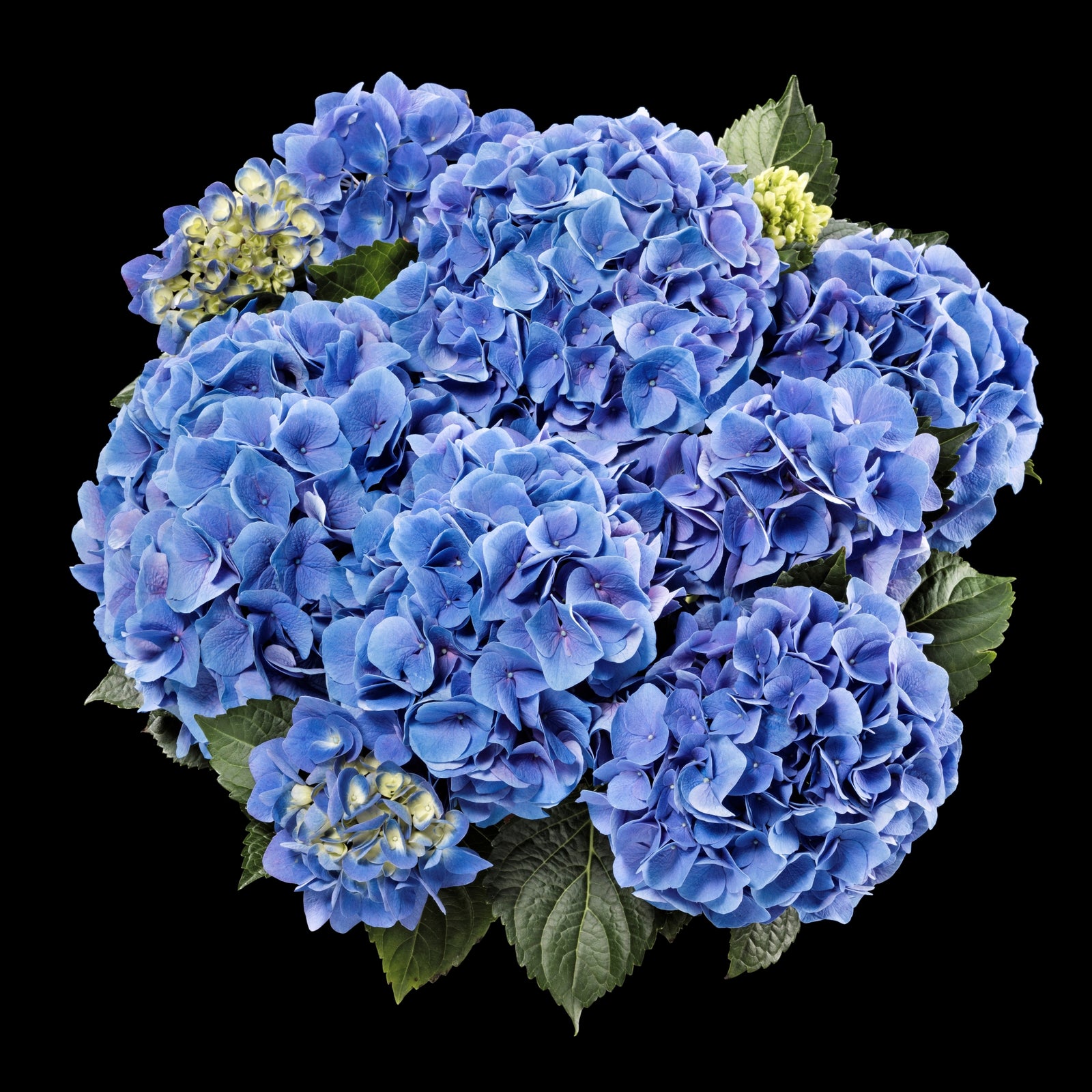 Hydrangea macrophylla 'Sarena Blue' ~ Sarena Blue Hydrangea-ServeScape