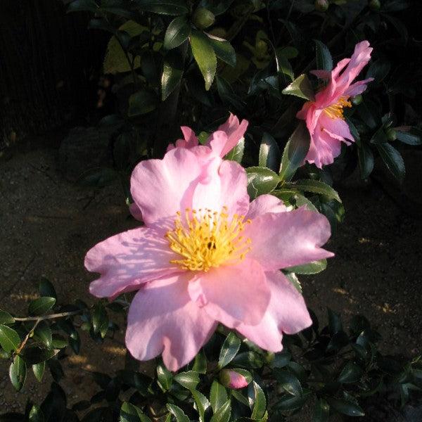 Camellia sasanqua 'Cleopatra' ~ Cleopatra Camellia, Pink-ServeScape