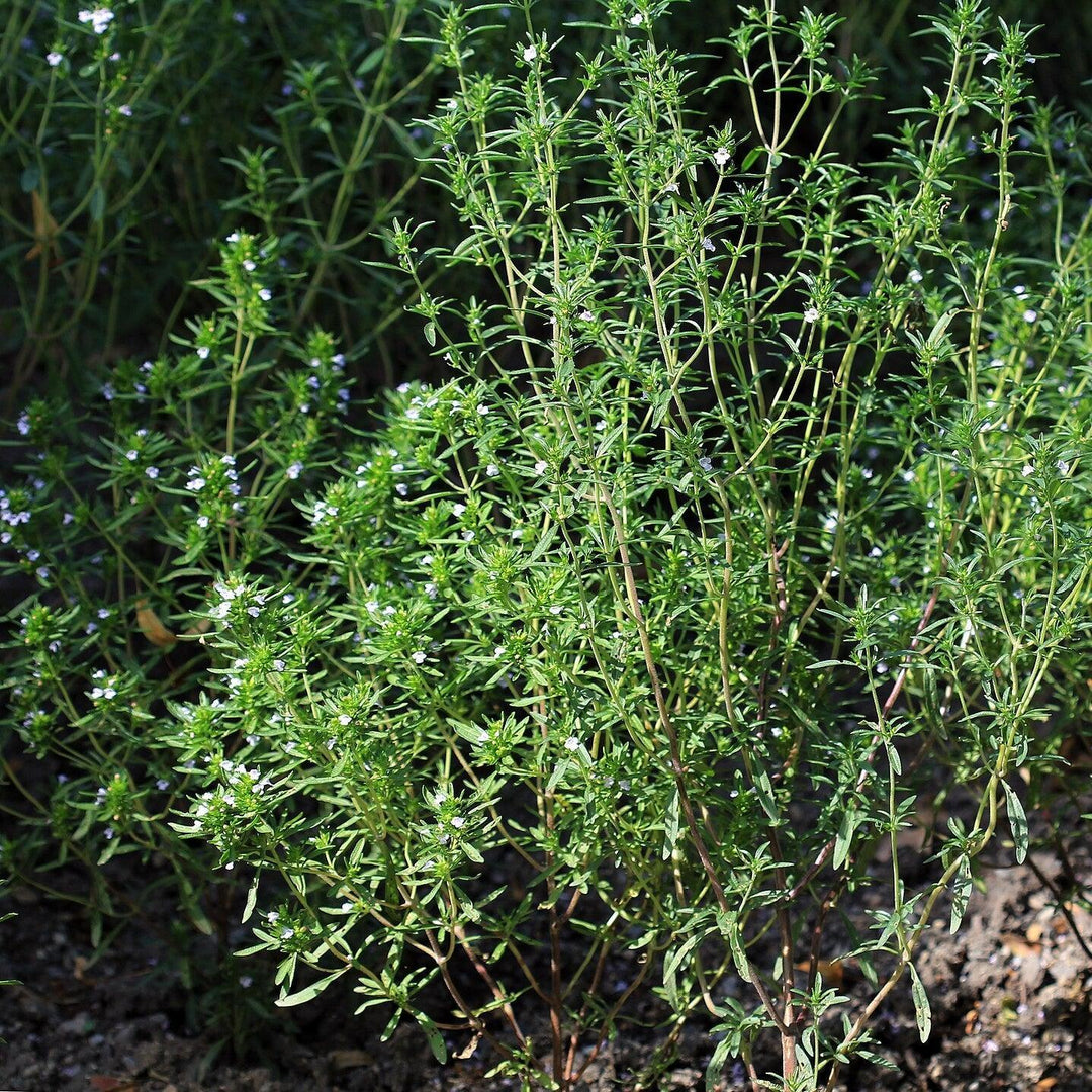 Satureja hortensis ~ Summer Savory-ServeScape