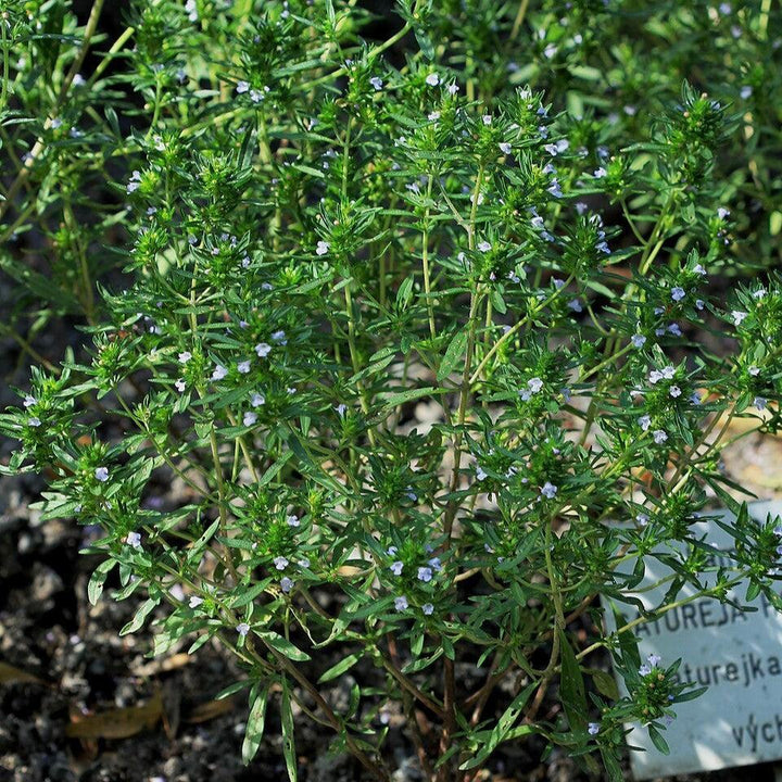 Satureja hortensis ~ Summer Savory-ServeScape