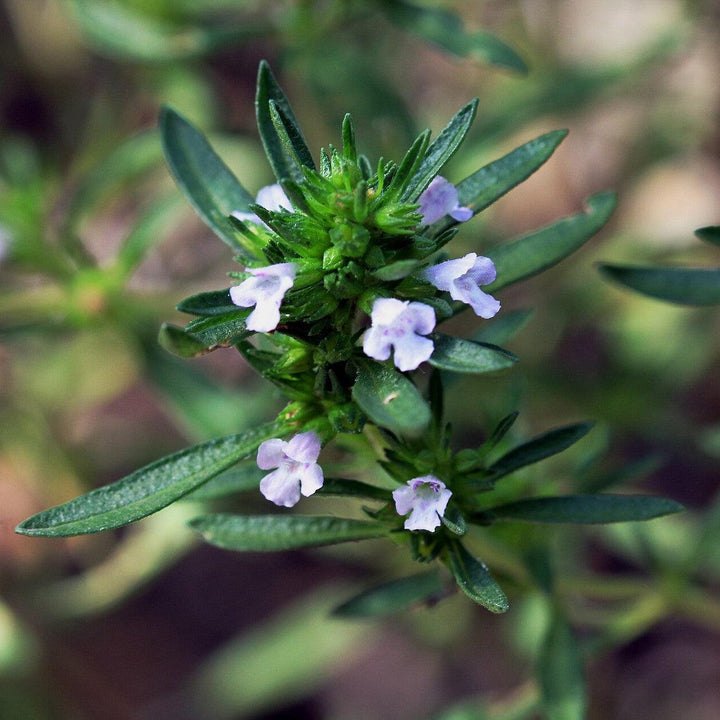 Satureja hortensis ~ Summer Savory-ServeScape