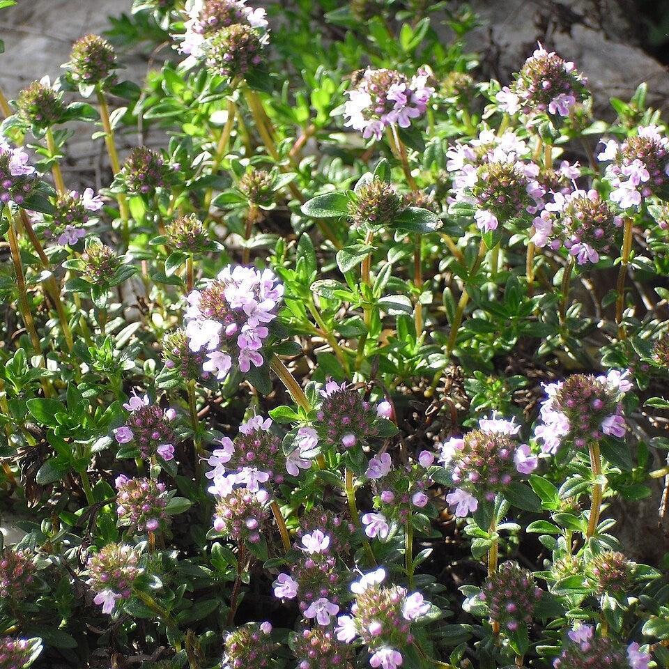 Satureja montana ~ Winter Savory-ServeScape