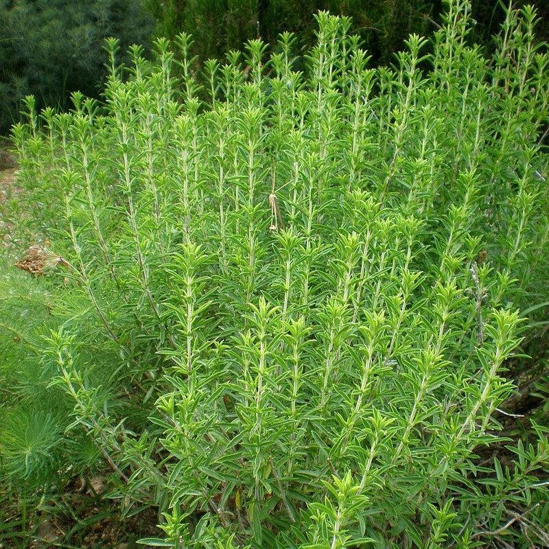 Satureja montana ~ Winter Savory-ServeScape