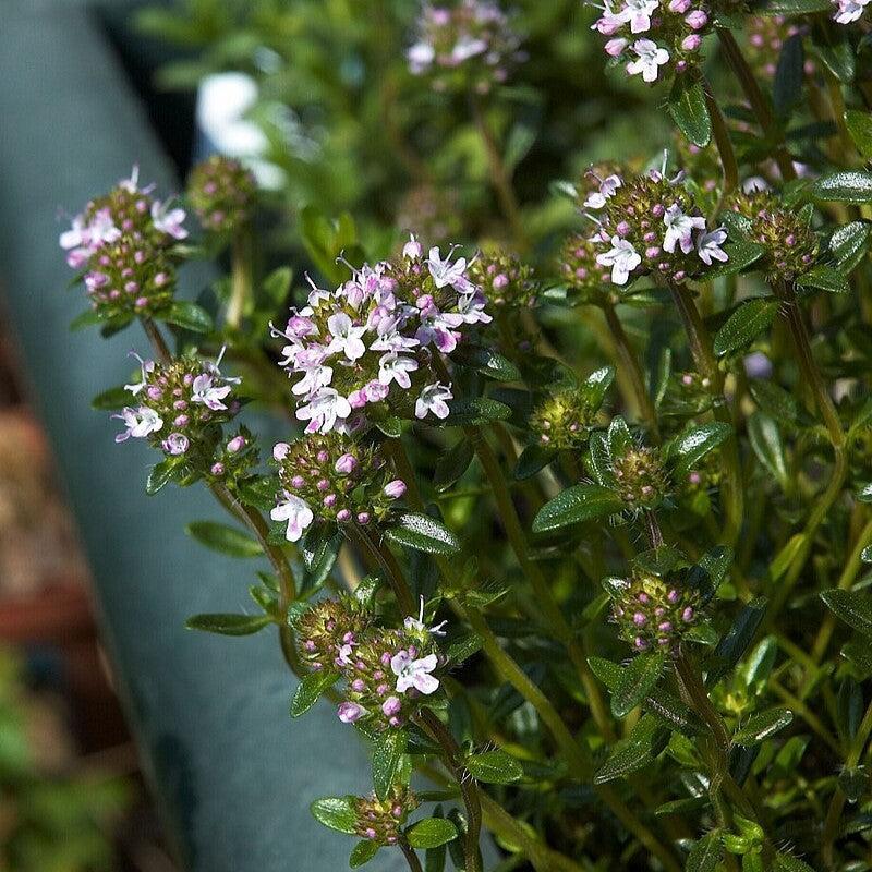Satureja montana ~ Winter Savory-ServeScape