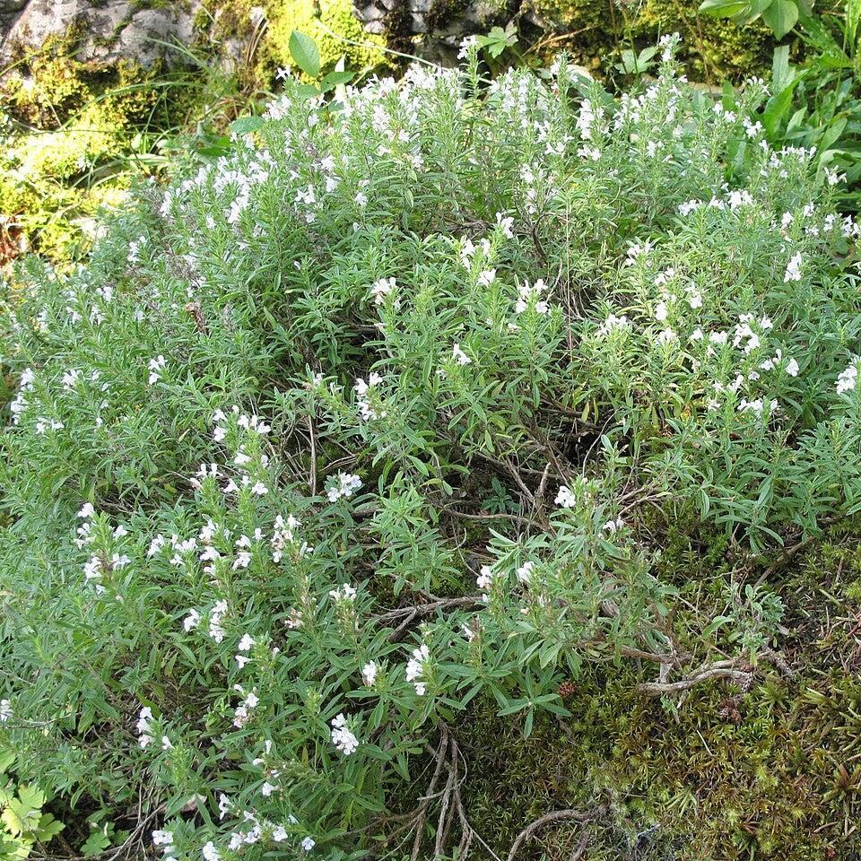 Satureja montana ~ Winter Savory-ServeScape