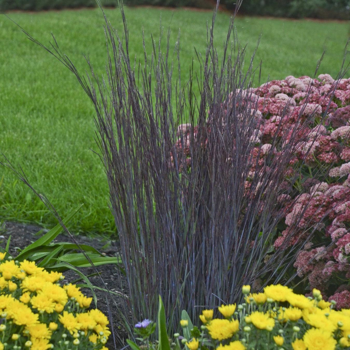 Schizachyrium scoparium 'Smoke Signal' ~ Monrovia® Smoke Signal Little Bluestem-ServeScape