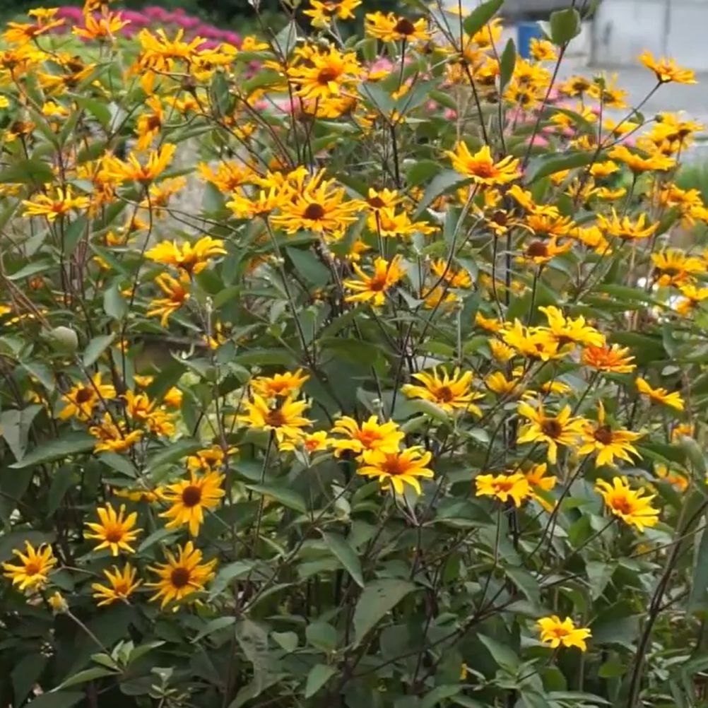 Heliopsis scabra Burning Hearts ~ Burning Hearts False Sunflower-ServeScape