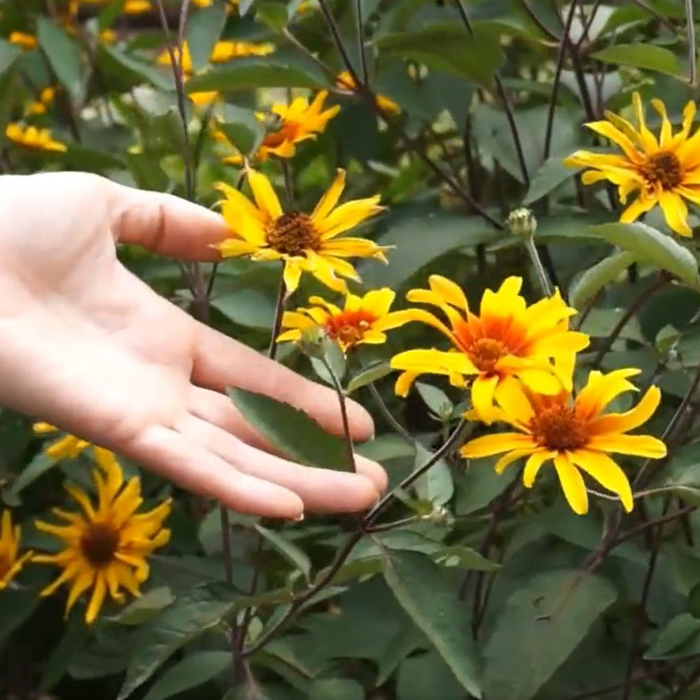 Heliopsis scabra Burning Hearts ~ Burning Hearts False Sunflower-ServeScape