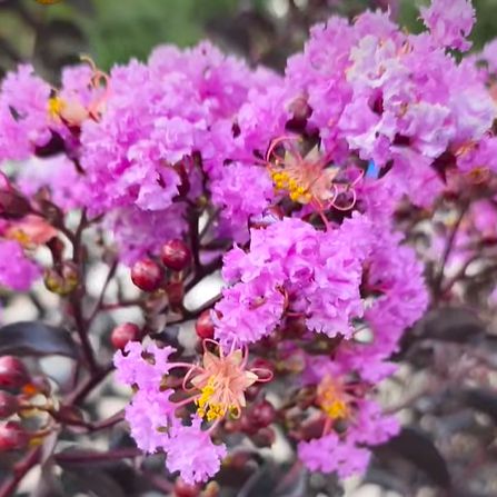 Lagerstroemia 'Purely Purple' ~ Black Diamond® Purely Purple Crape Myrtle-ServeScape