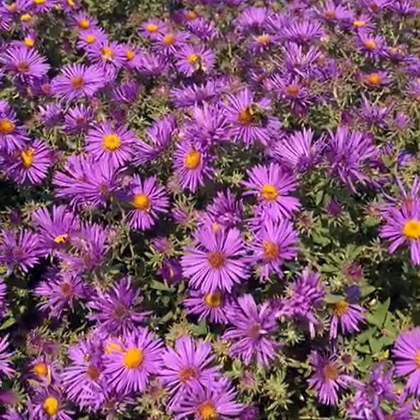 Aster oblongifolius x novae-angliae 'Thunderdome' ~ Thunderdome Aster-ServeScape
