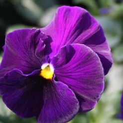 Viola x wittrockiana 'PAS7706167' ~ Matrix™ Purple Pansy-ServeScape