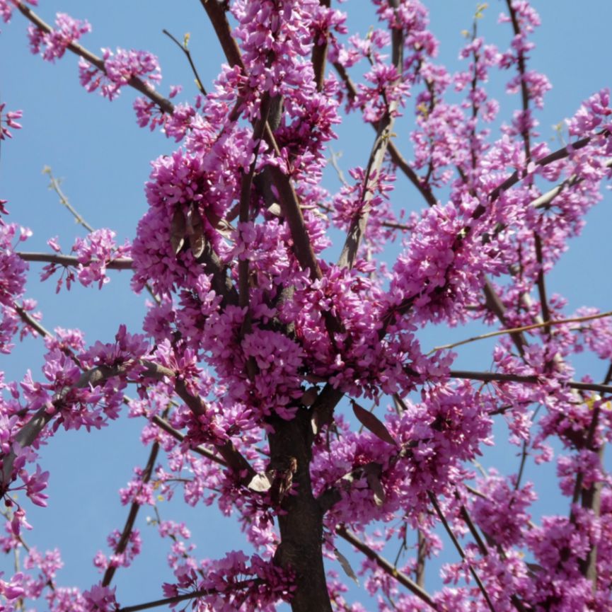 Cercis canadensis 'JN21' PP32138 ~ Sparkling Wine™ Redbud-ServeScape