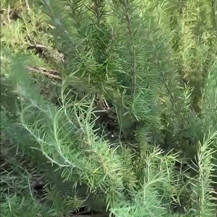 Rosmarinus officinalis 'Salem' ~ Salem Rosemary-ServeScape