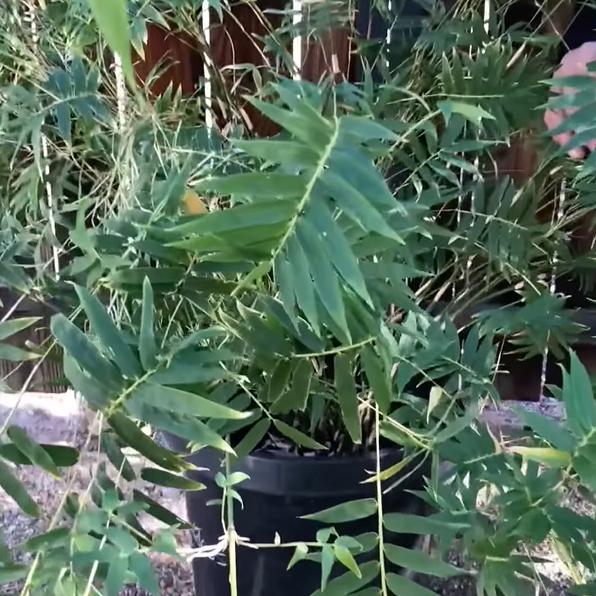 Bambusa multiplex 'Riviereorum' ~ Chinese Goddess Clumping Bamboo-ServeScape