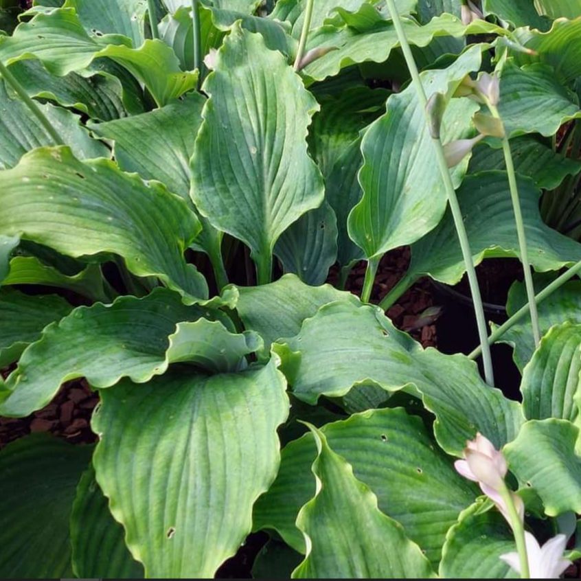 Hosta hybrida 'Neptune' PP #19,674 ~ Monrovia® Neptune Hosta – ServeScape