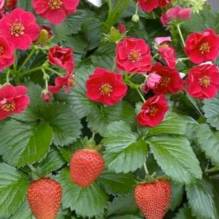 Fragaria x ananassa 'Summer Breeze’ ~ Summer Breeze Strawberry-ServeScape