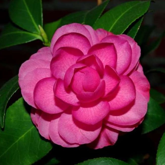 Camellia japonica 'Early Autumn' ~ Early Autumn Camellia-ServeScape