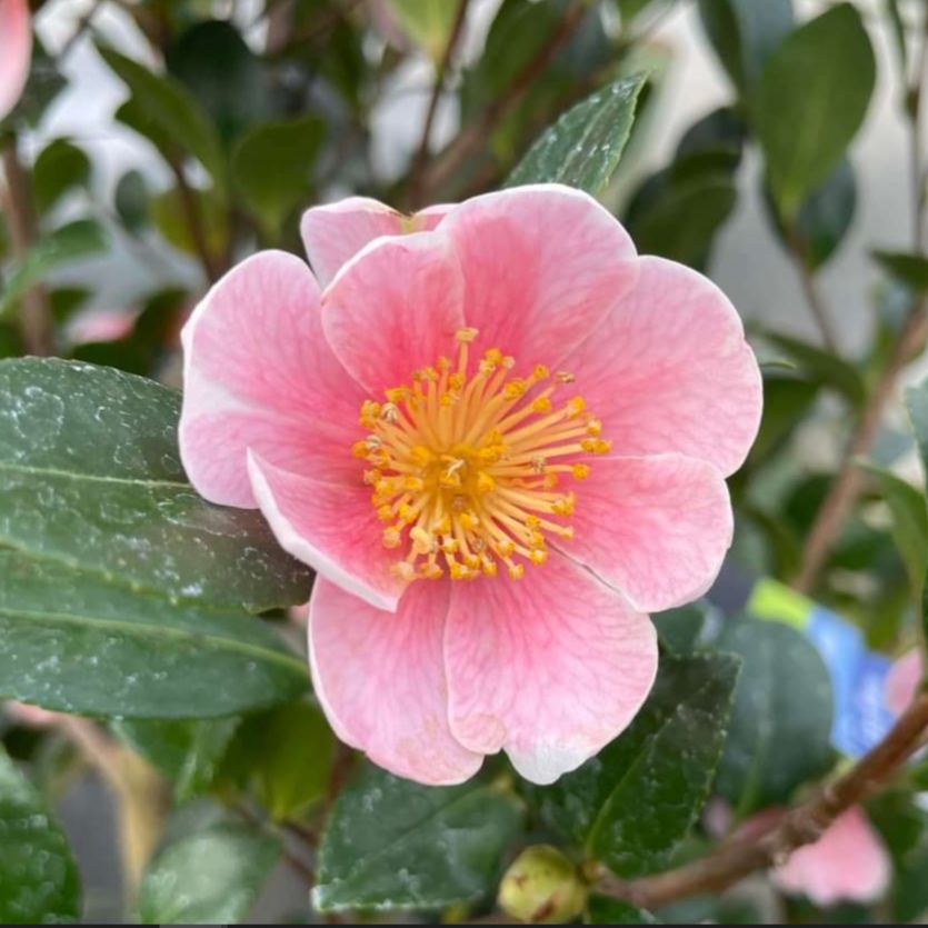 Camellia sasanqua 'Mondel' PP #21,687 ~ Pink-A-Boo® Camellia-ServeScape